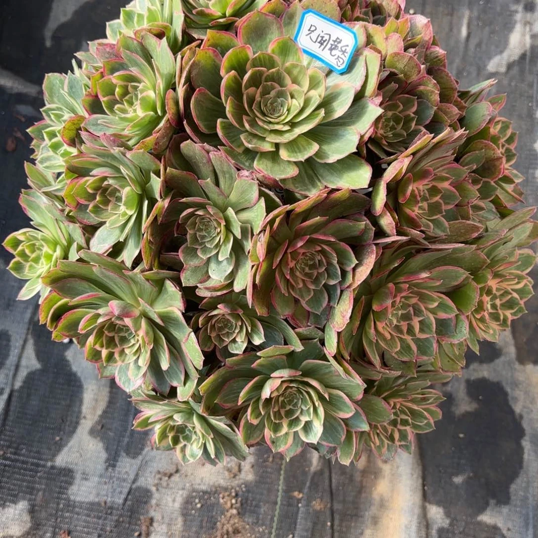 只***?花好月又圆202514