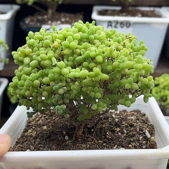 25蜜桔糖球优选枝干番杏