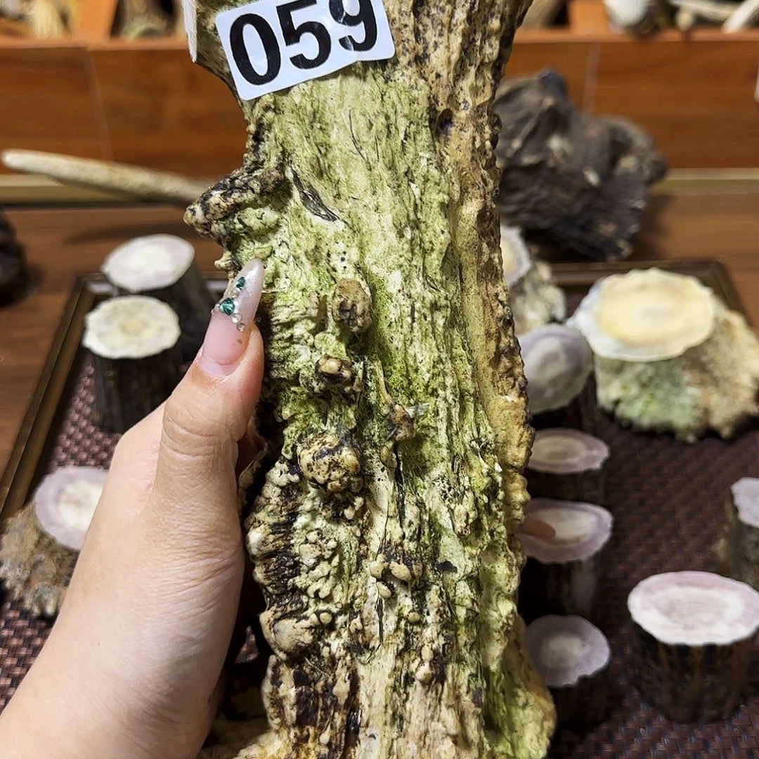 手串/手链鹿骨059驼鹿角怪角 树