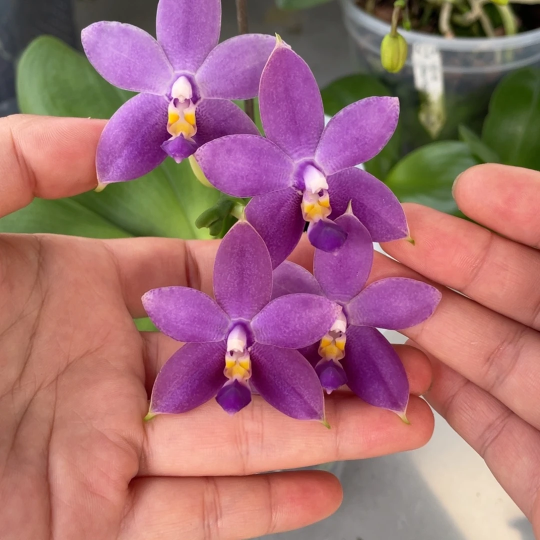 大部分开放少量花苞