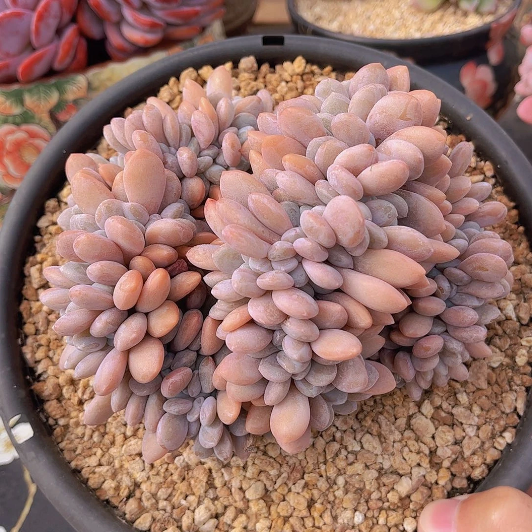 韩版粉兔缀精品多肉