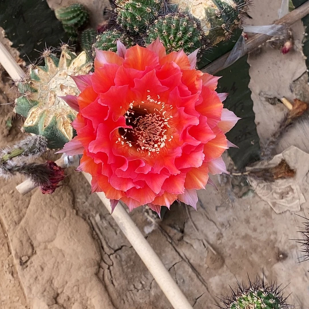 今***星彩 万人迷侧芽4公分