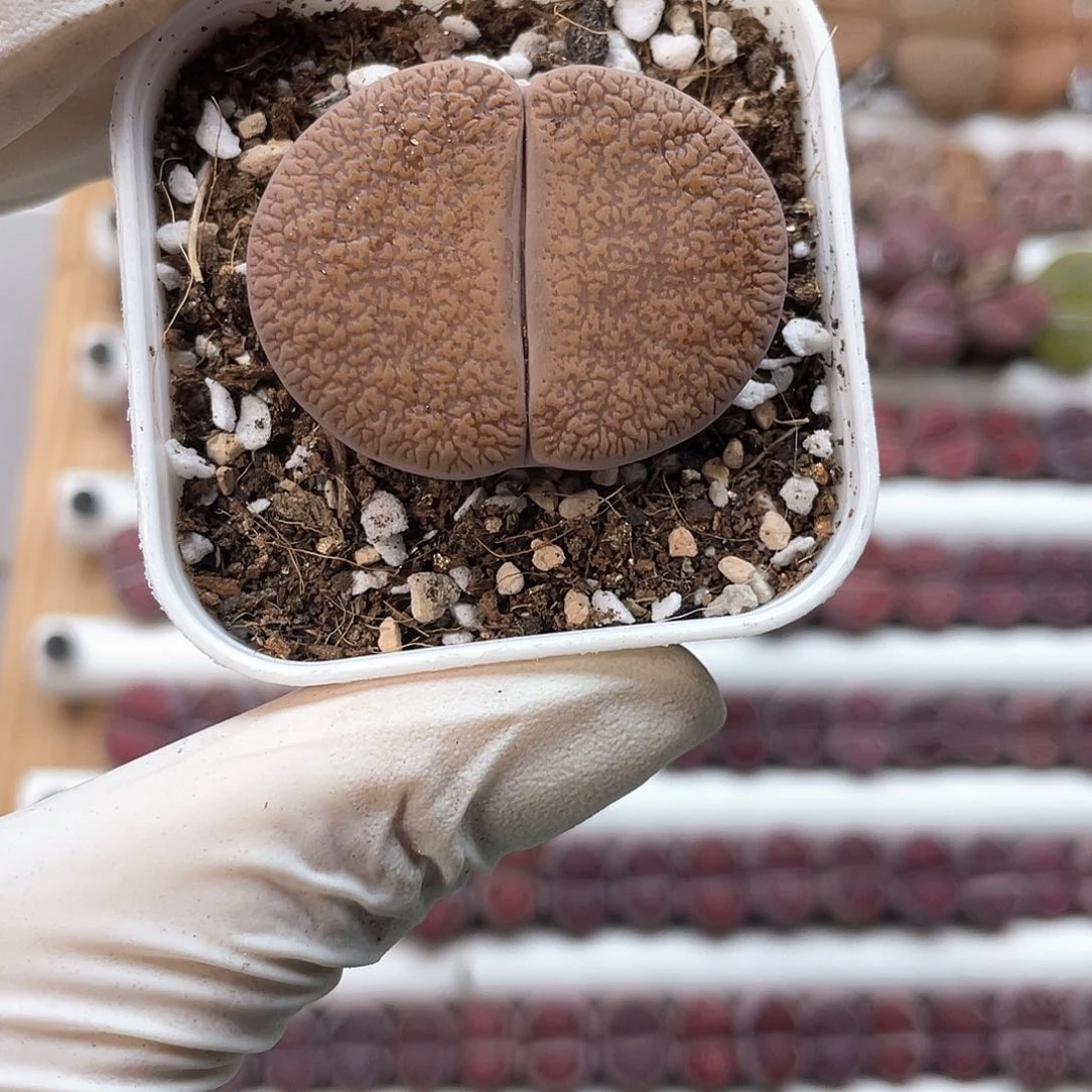 8511大棚清仓甩卖了3.8