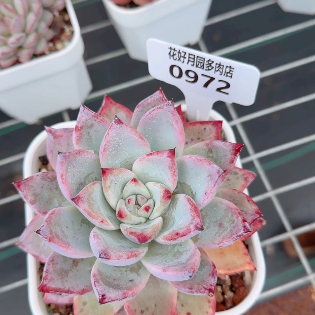 多肉植物0972…..@mmmmm