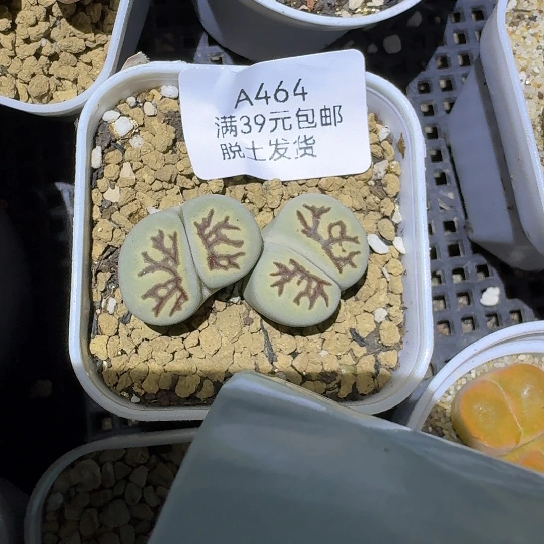 464多肉哈哈哈哈哈哈哈