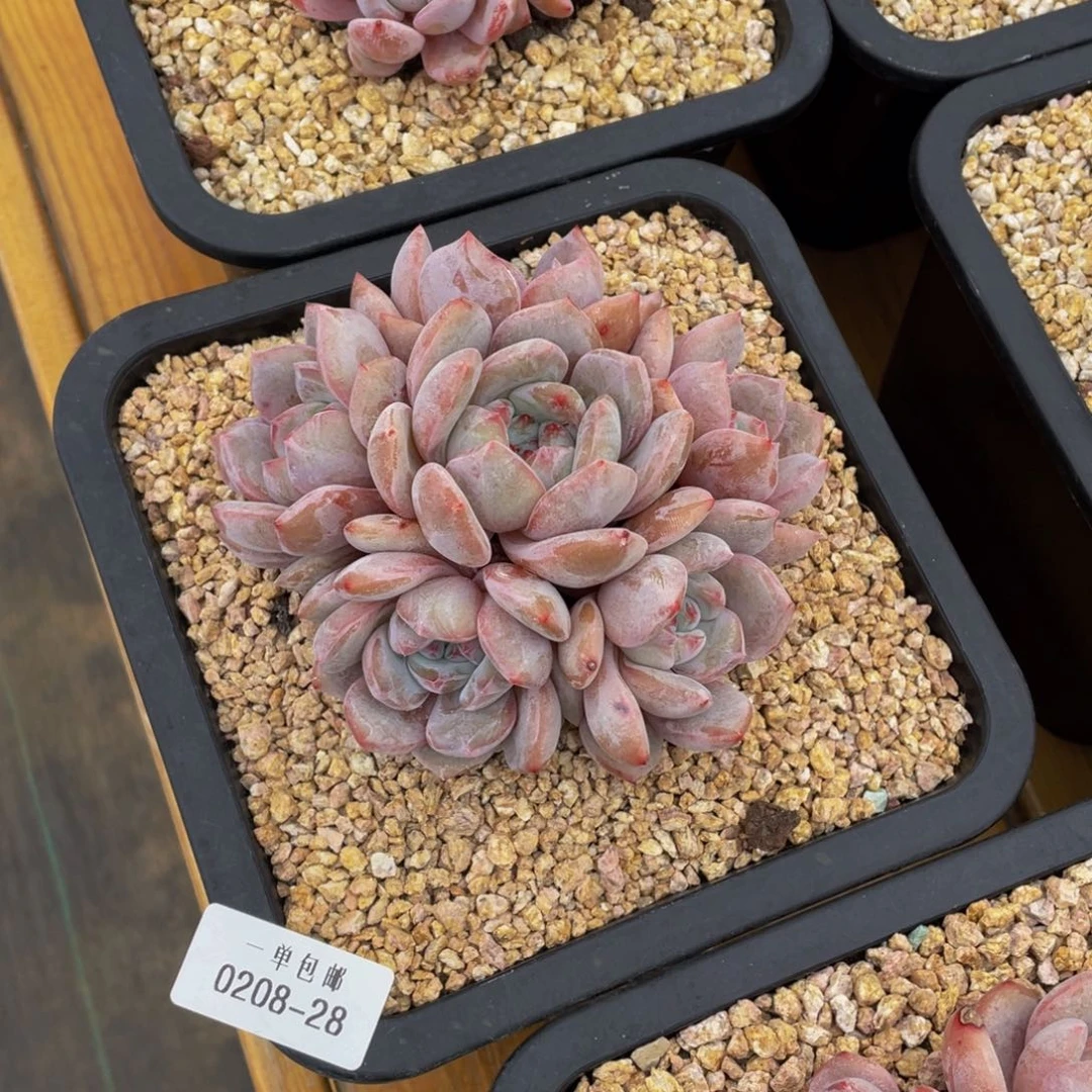 0208-28-星影。。。。。。