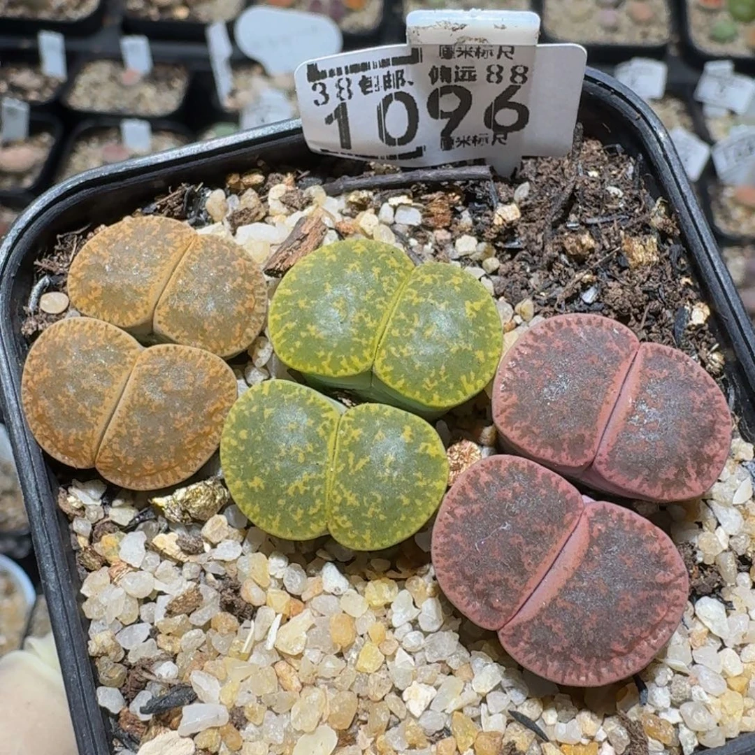 zzzz精品生石花1096