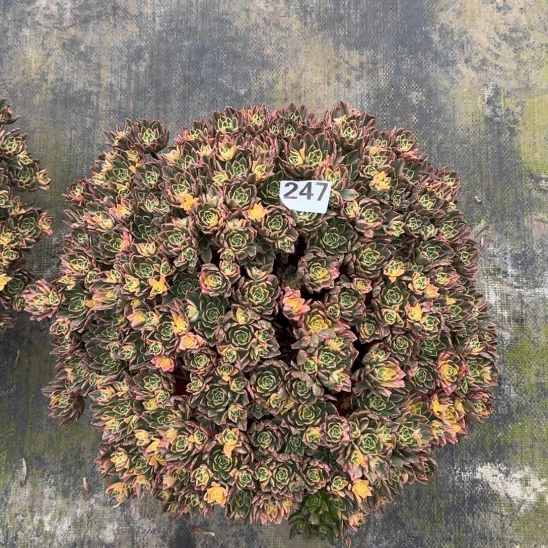 大**?247！甜茶法师多肉植物