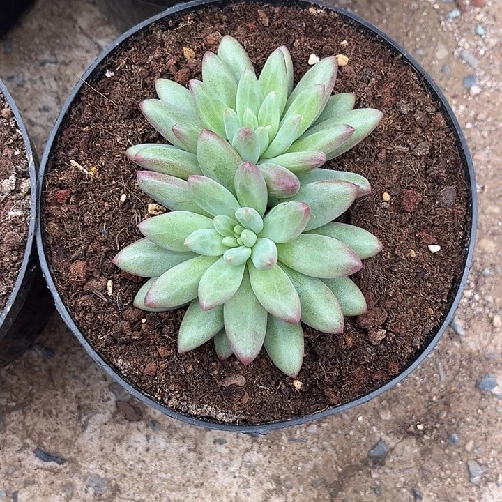 绿体虞美人0000000