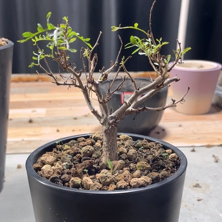 象足漆树带盆1111111111