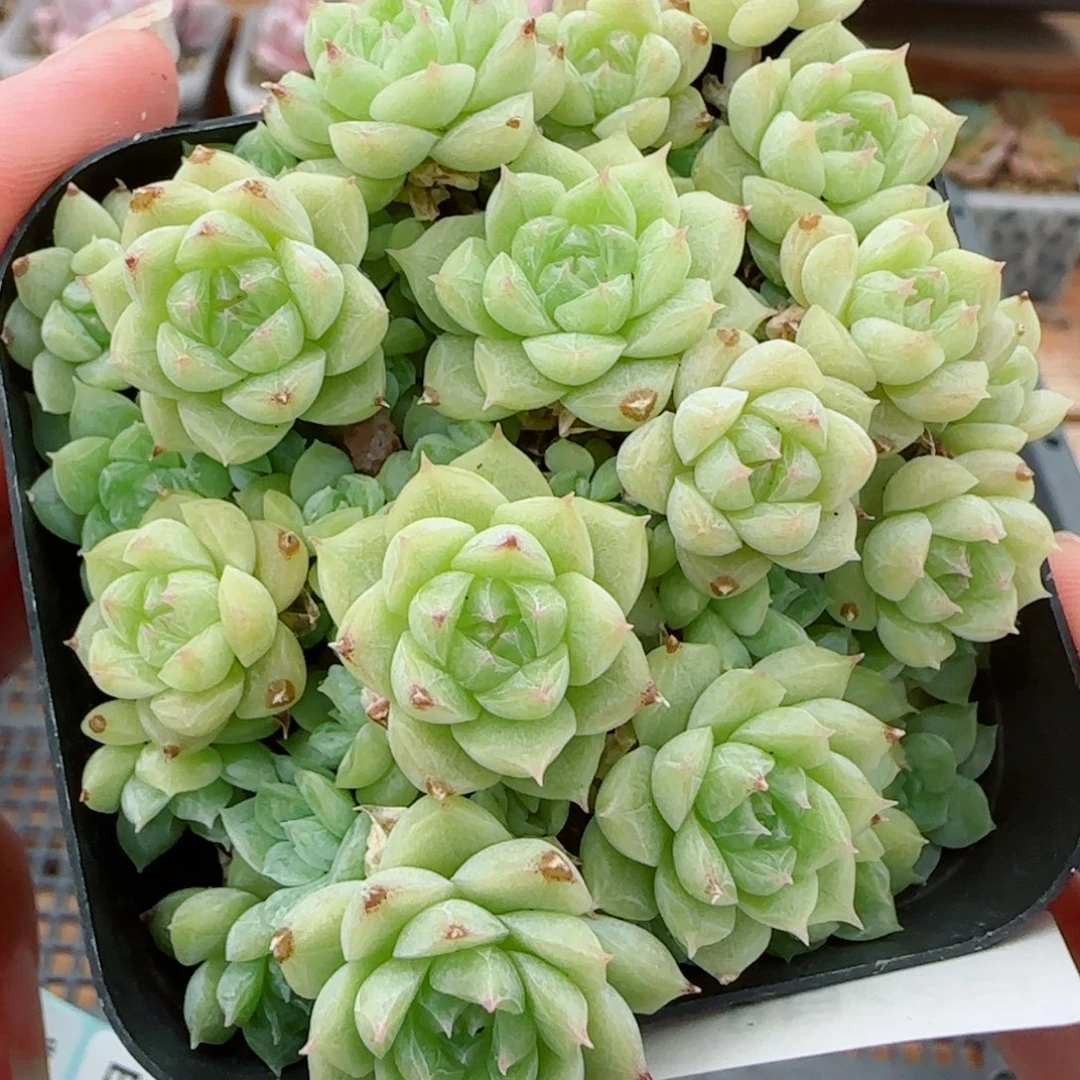 花语逸镜0922-261散包子