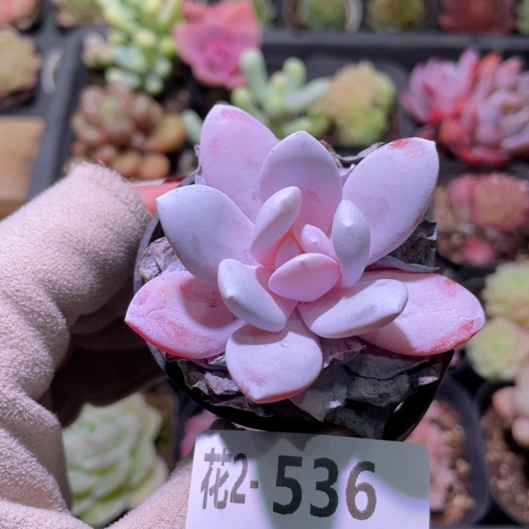 花利美2-536粉雪莲
