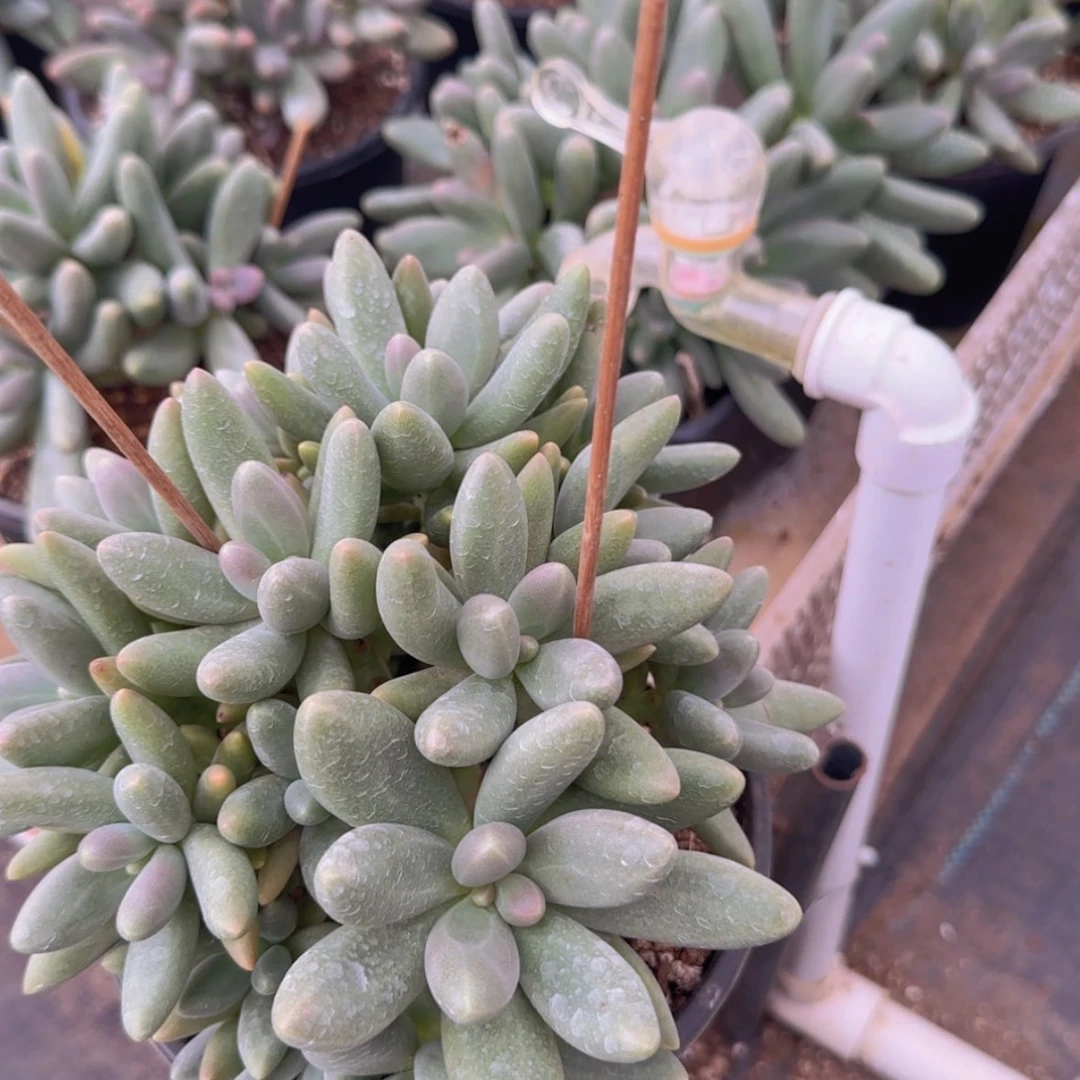 【闪购商品】超多头糖果99