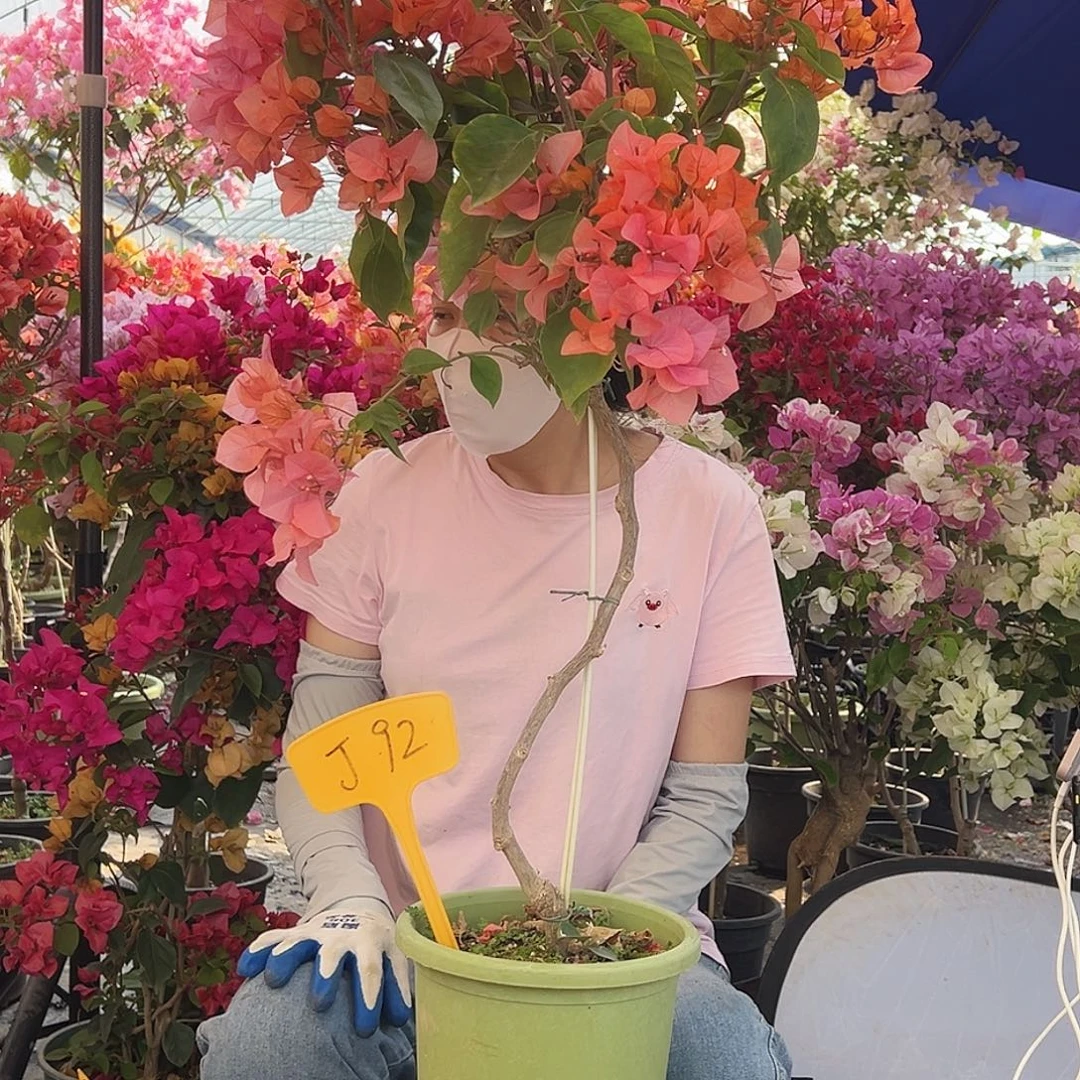 活***足大部分花苞少量开放J92波妹