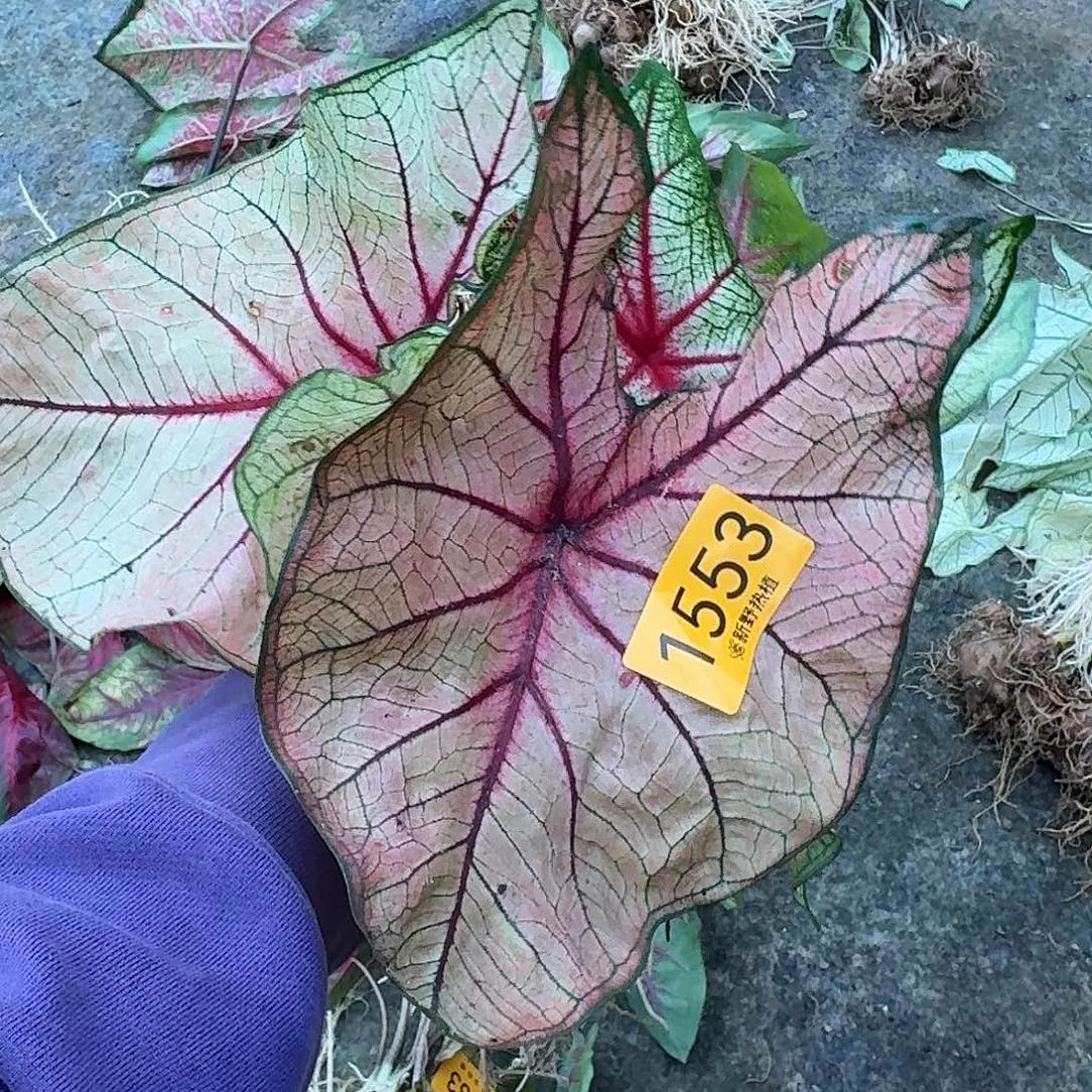 完全开放1553粉雪后裸球不售后