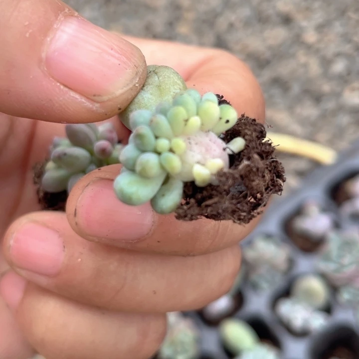 汤圆朵朵随机发满18包邮