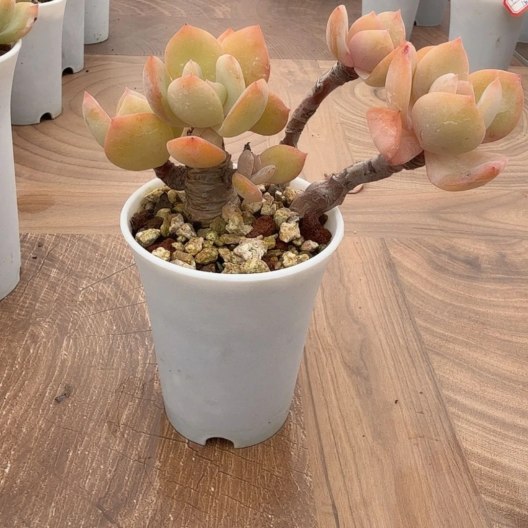 不***凡白凤多肉植物一颗