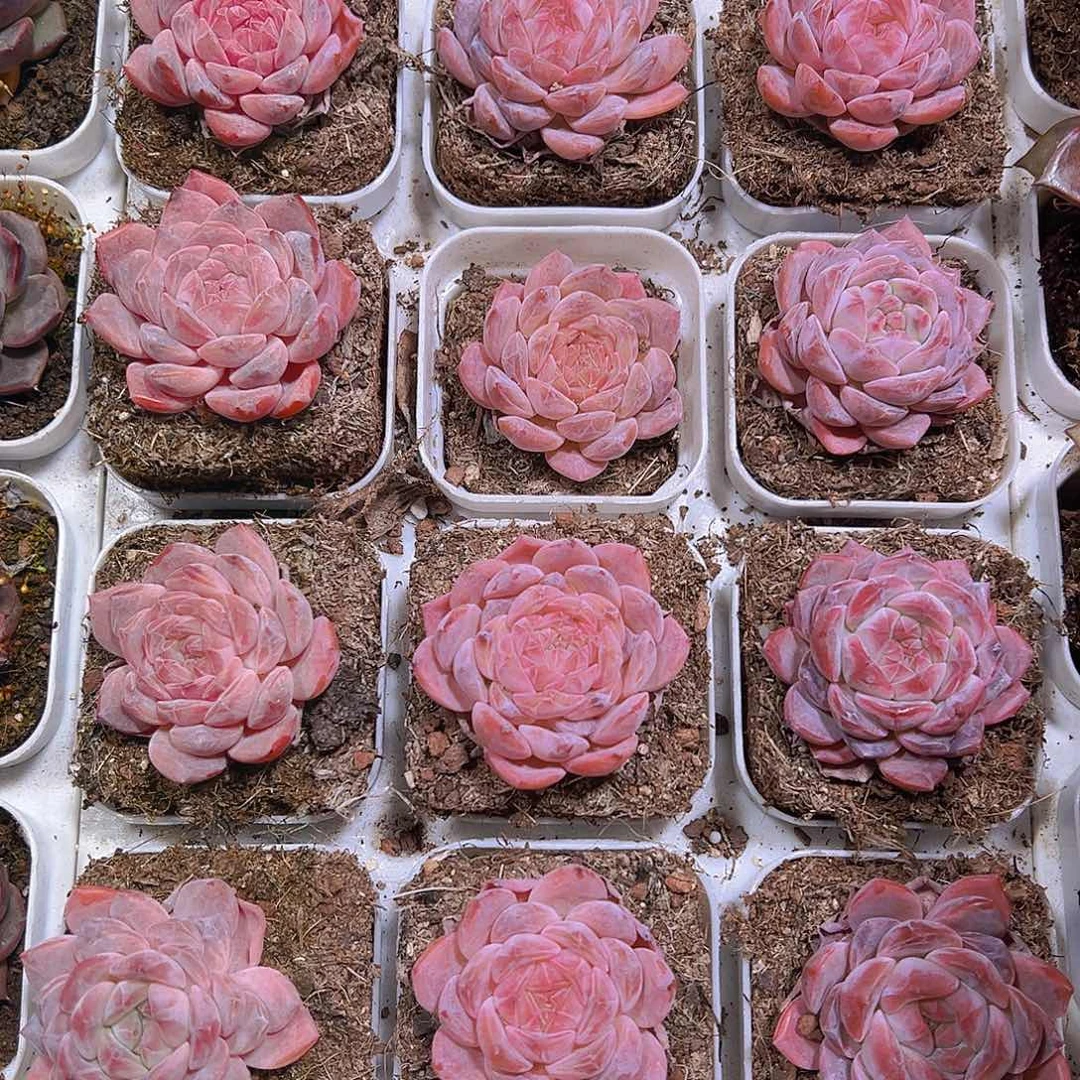 暗纹冰魄19包邮多肉植物
