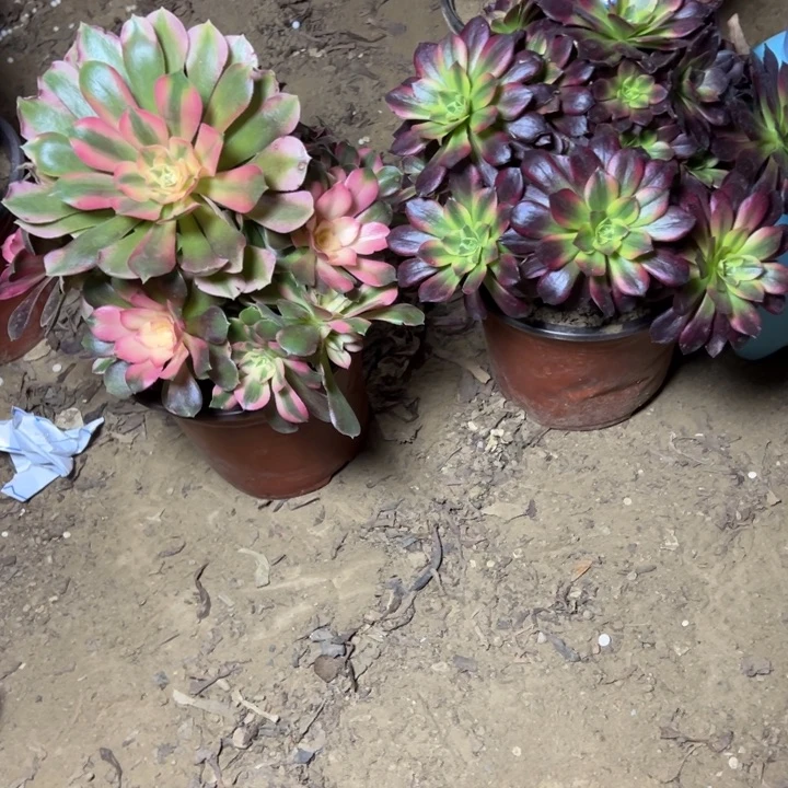 多肉植物两个法师有砍35