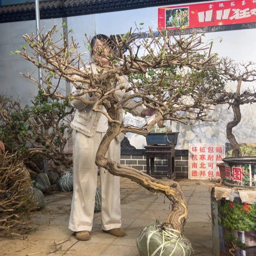 无花朵金银花88888