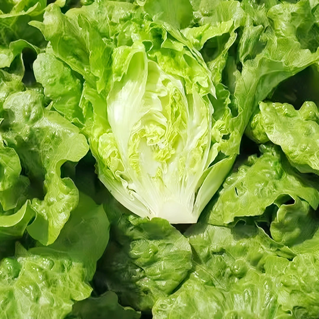 新鲜意大利生菜绿叶菜烤肉涮火锅河南当季罗莎绿生菜低脂蔬菜现挖