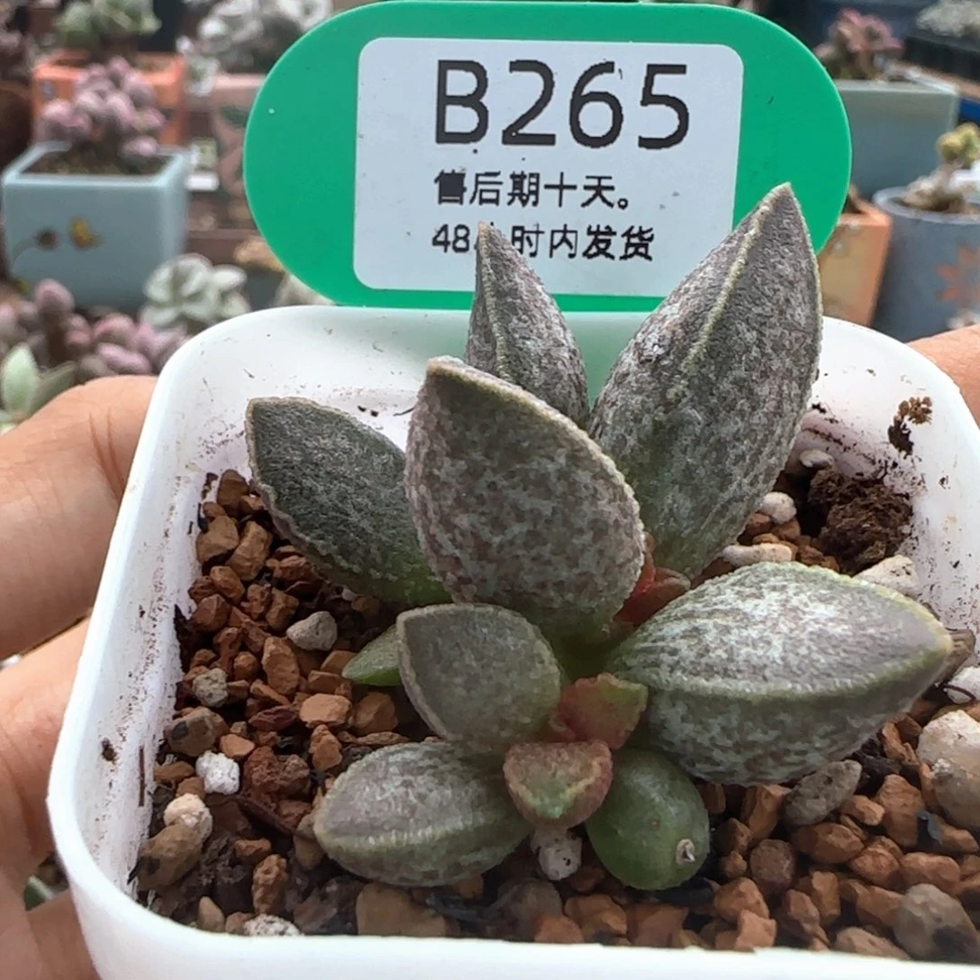 剪***e胖虎。     265。