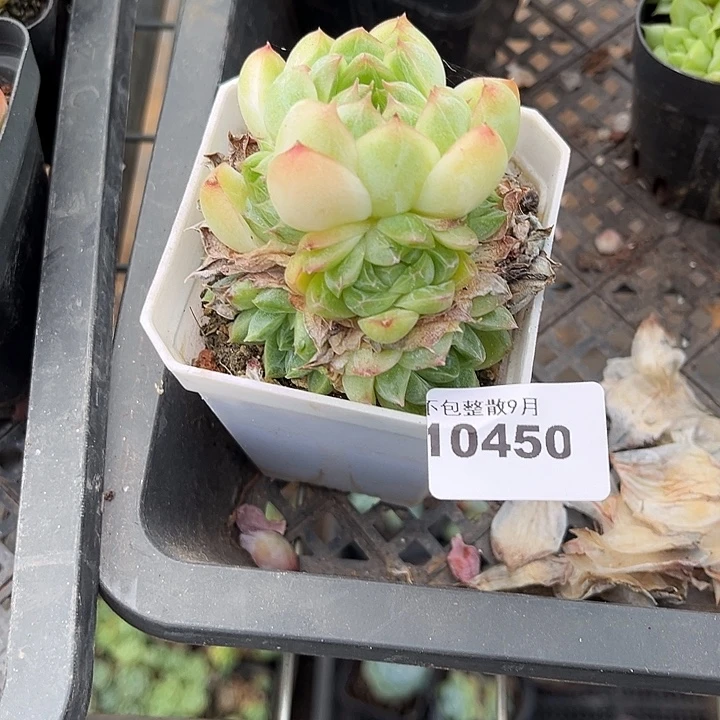 阿雅园艺。         450麦秆