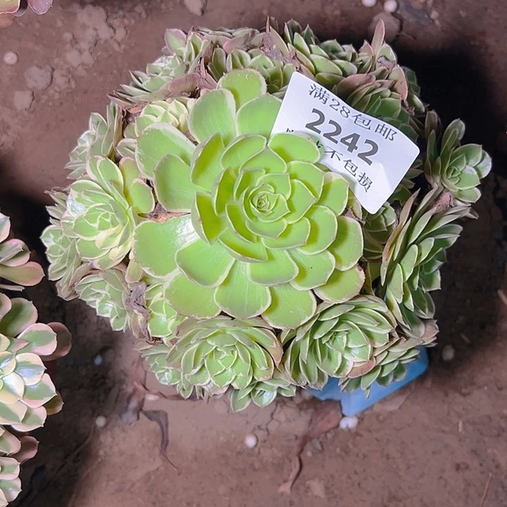 2242莲花座多肉植物
