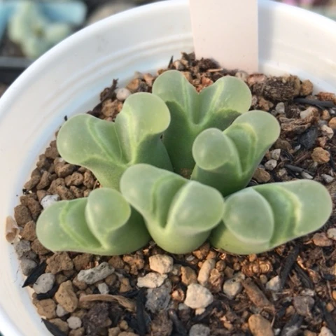 多肉肉锥 1802.832 佛肚风铃