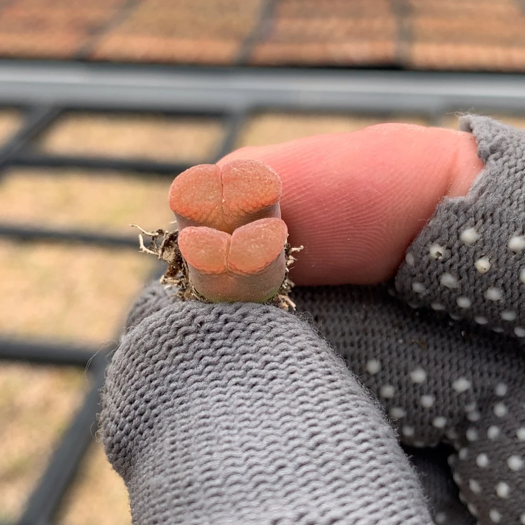 532风铃母本一颗