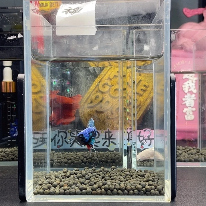 斗鱼34号925早暗黑