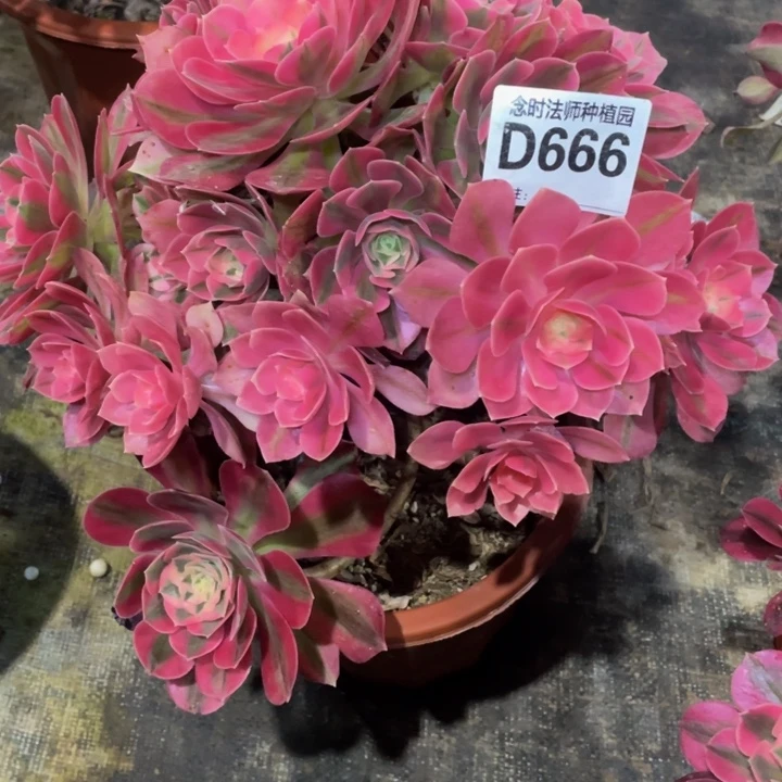 满**星666女巫111111多肉