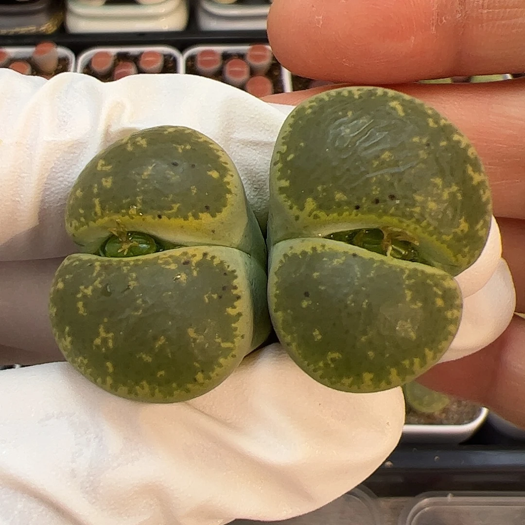 生石花多肉双头母本绿紫薰