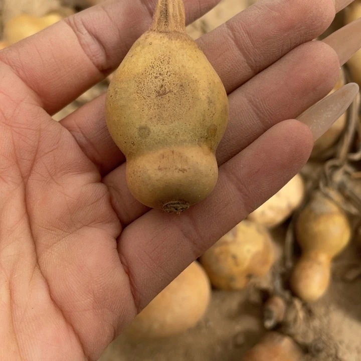 蒋*儿好葫芦葫芦葫芦葫芦