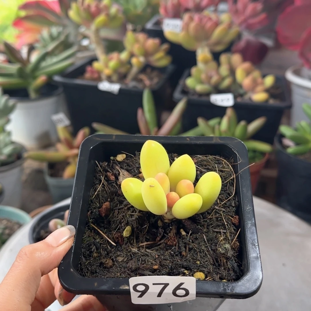 ****澈976号 一物一拍 一物一拍