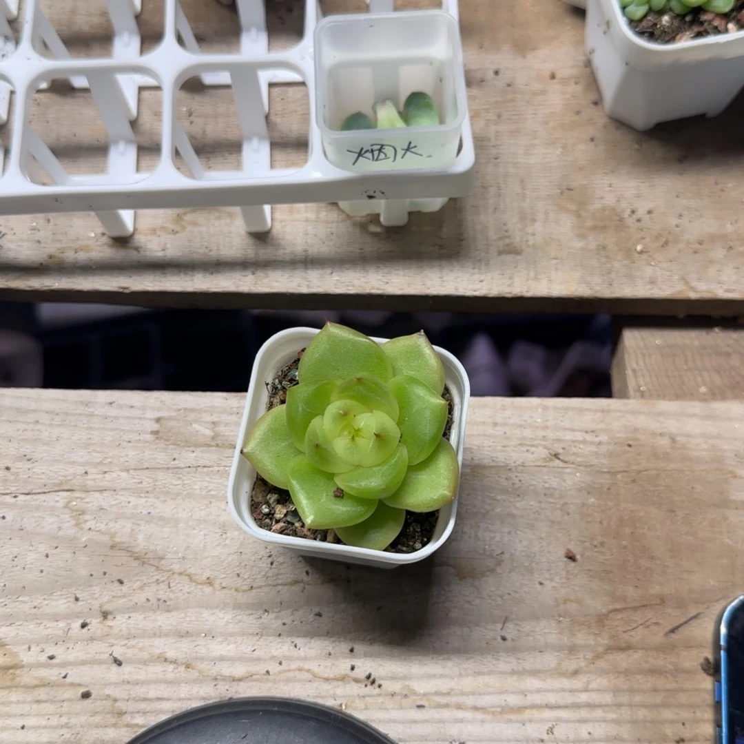 ****玉玲珑中苗盆一个满25包邮