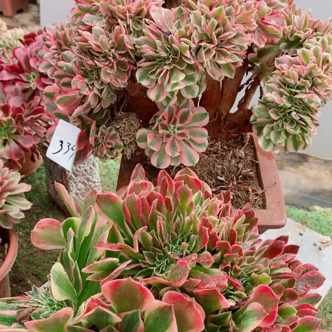 *****完全开放340号粉女巫➕女神1颗