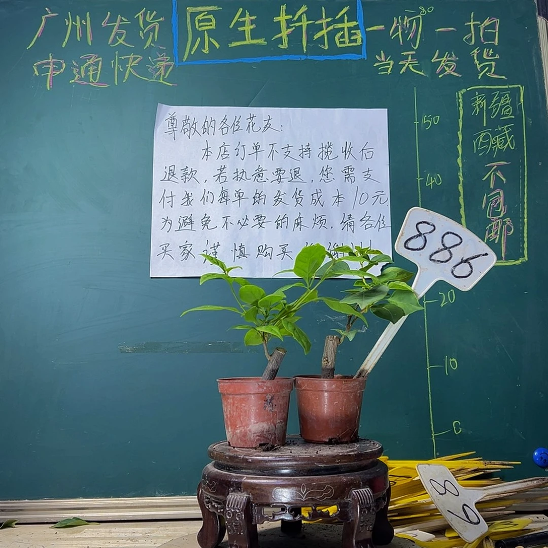 当前无花栽培后可以开花苏瓦娜掌中宝 暗斑丽人掌中宝886