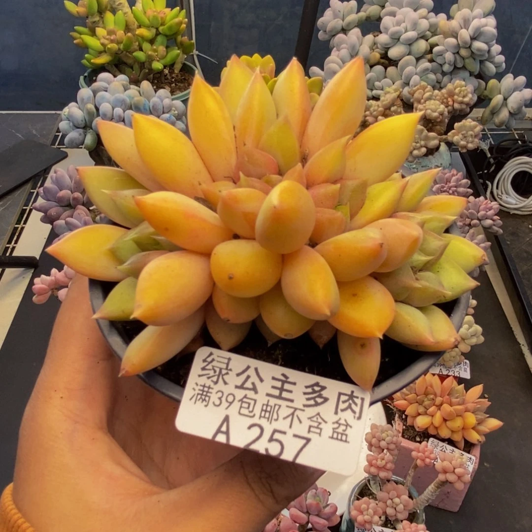 257象牙奶朵朵缀多肉8c m