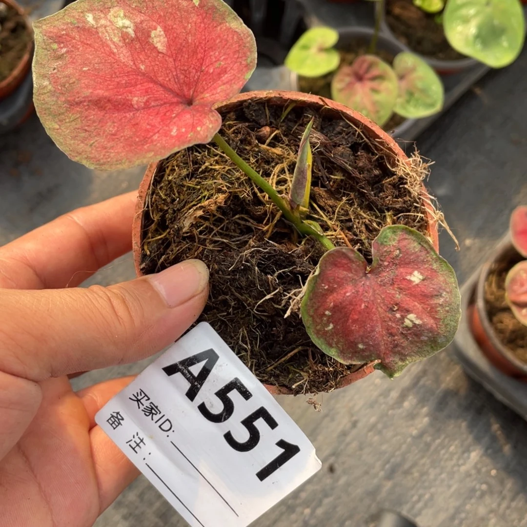 完全开放海王小崽