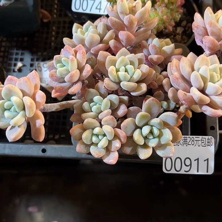 幸运儿是一个人吗幸运