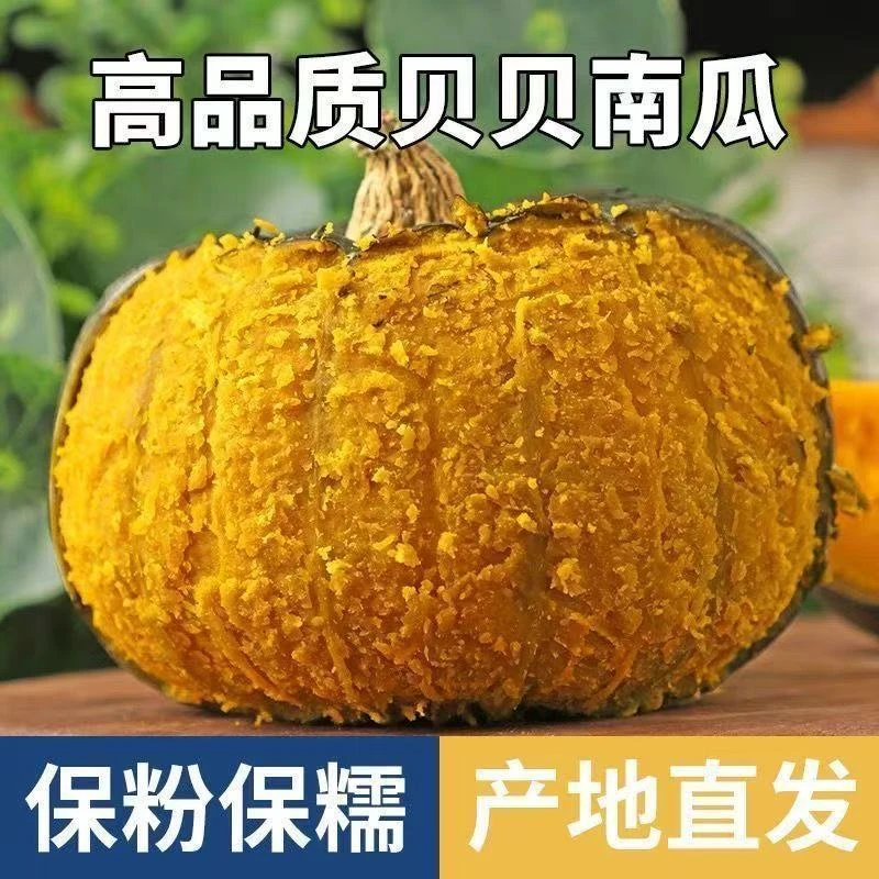 内蒙正宗沙地贝贝南瓜25年新鲜采摘宝宝辅食粉糯香甜粗粮代餐