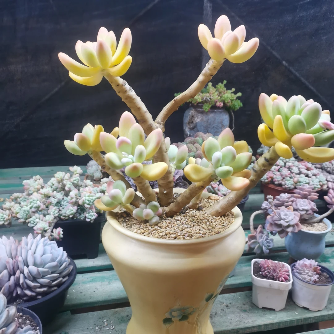 超大芒果奶老桩一物一拍多肉