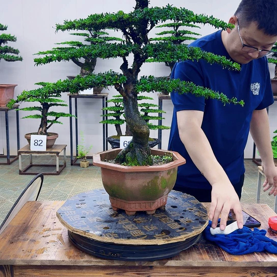 无花朵红芽罗汉松造型盆景