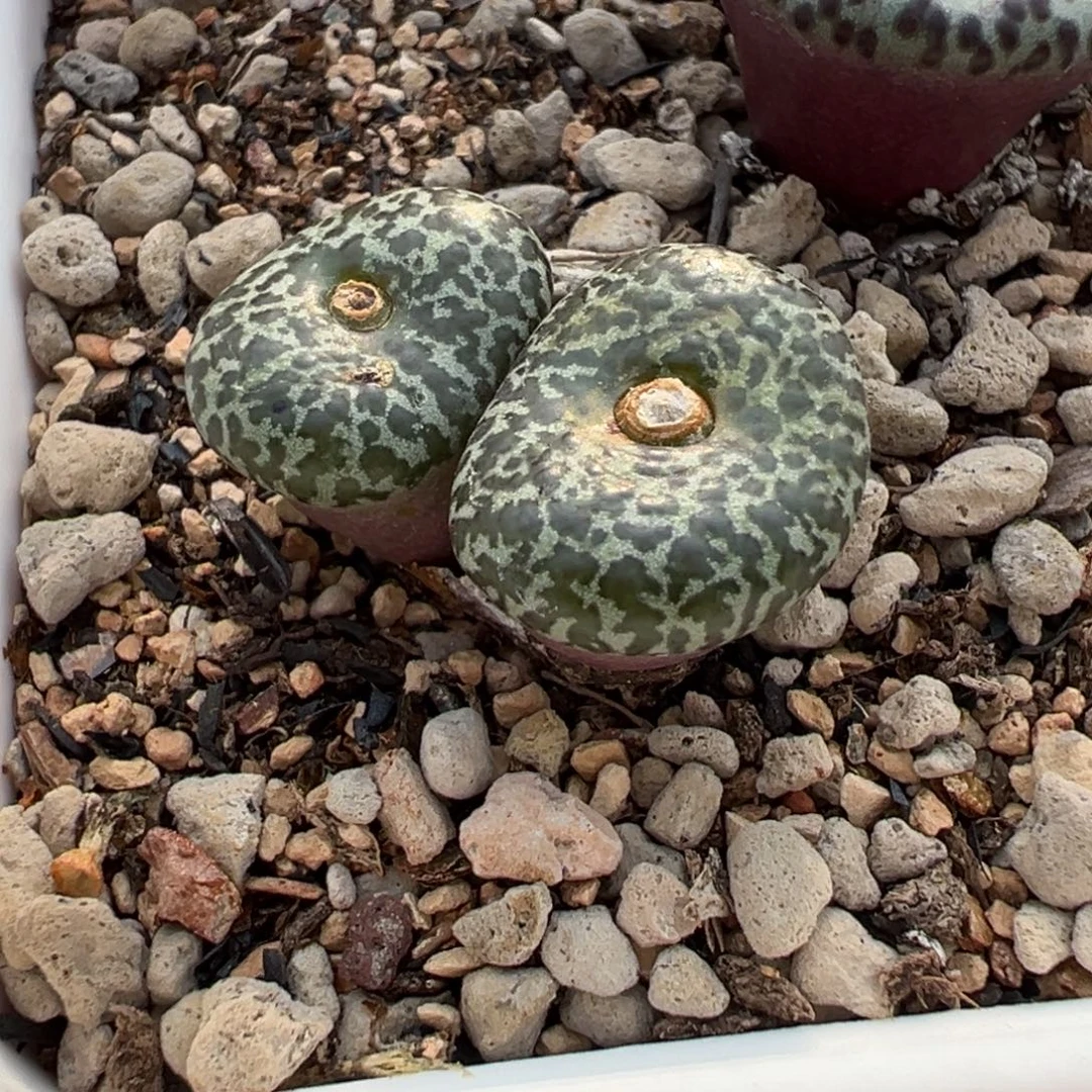 满绿体603双头双头