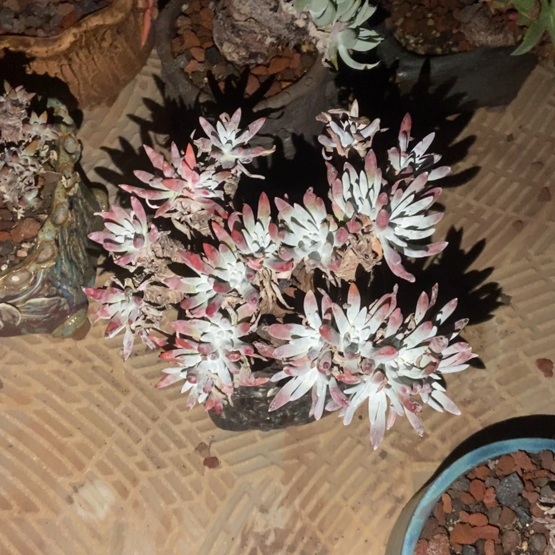 炸多肉植物啦啦啦