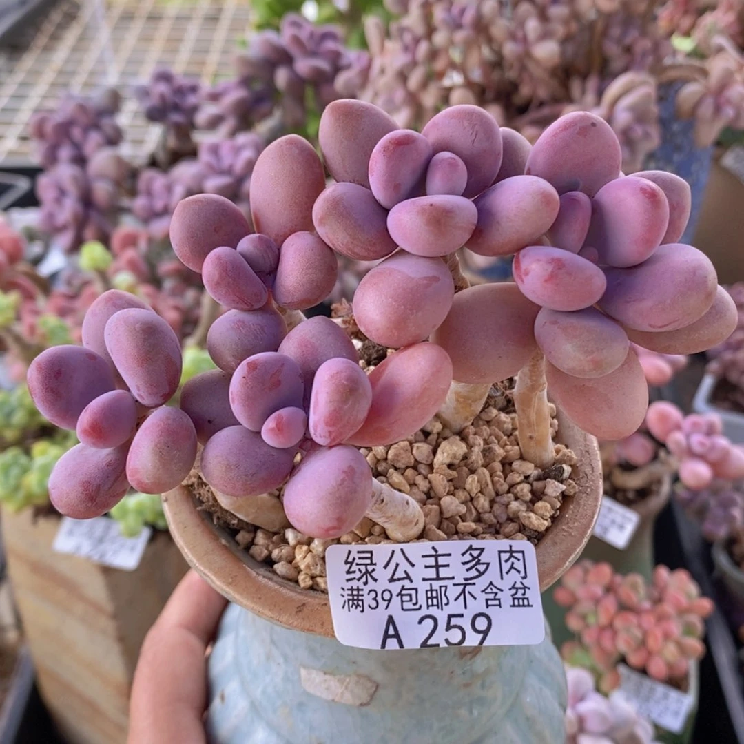 糖果桃蛋老桩11cm259多肉植物
