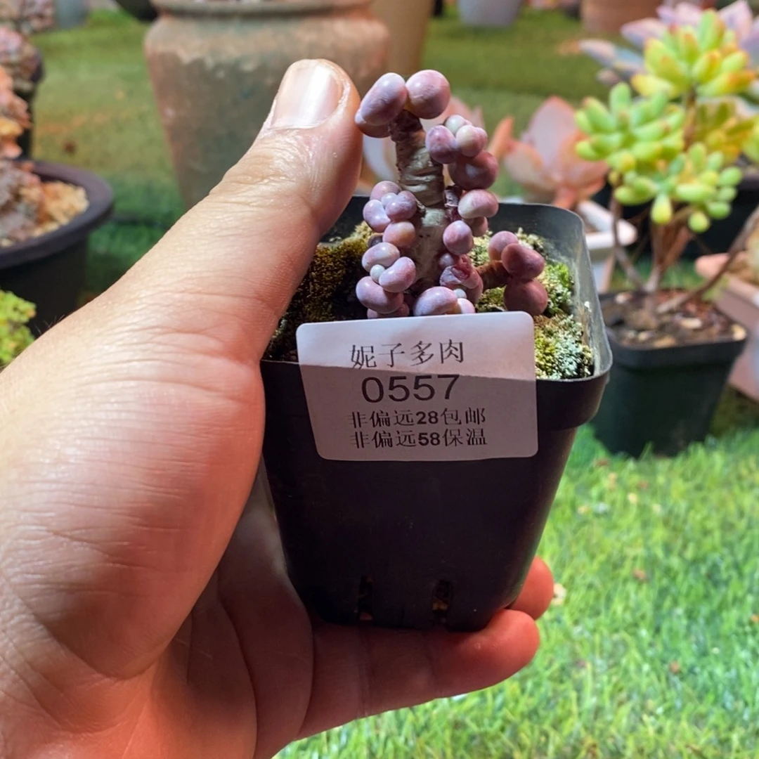 0557啊啊啊啊啊啊啊