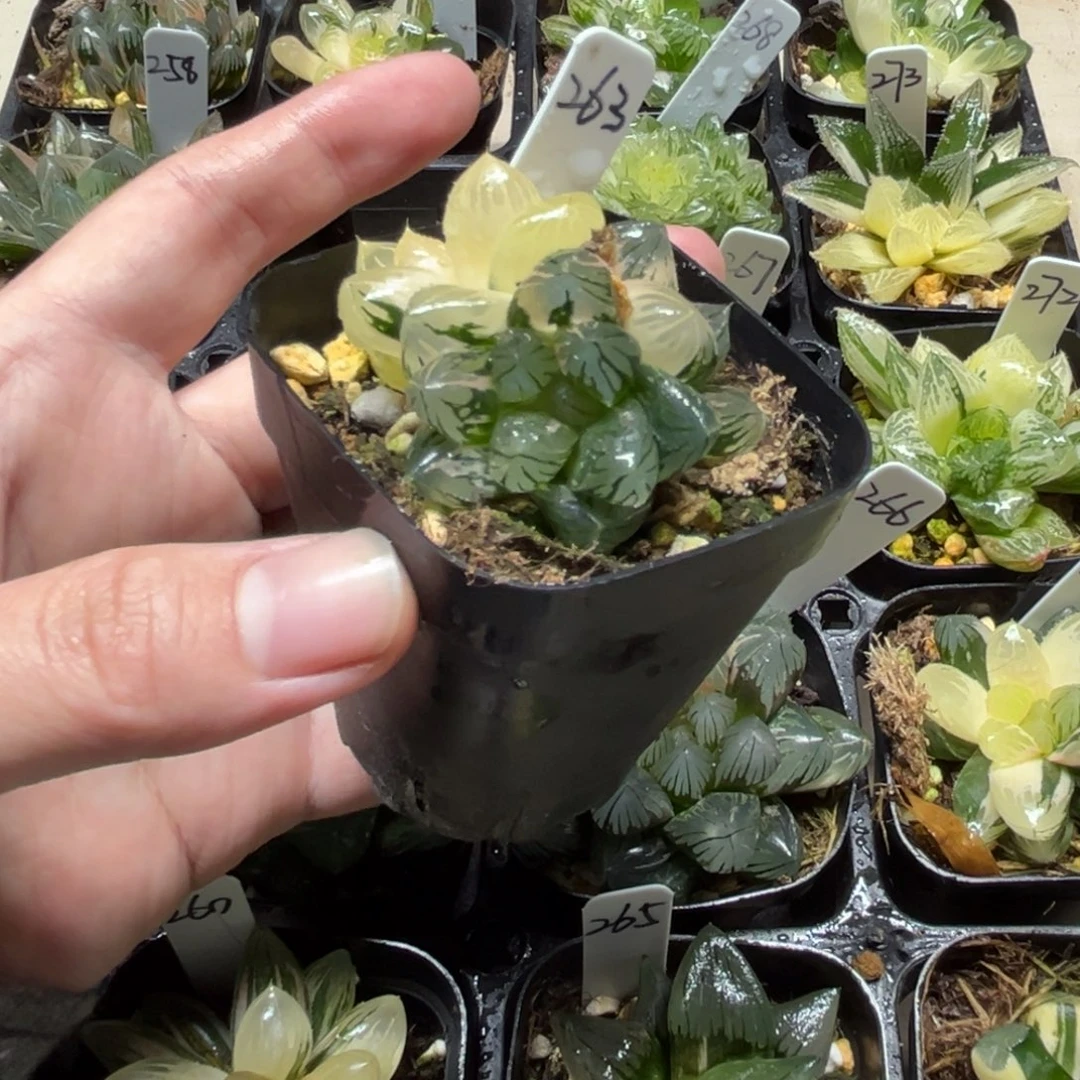 263龙爪玉露锦一物一拍