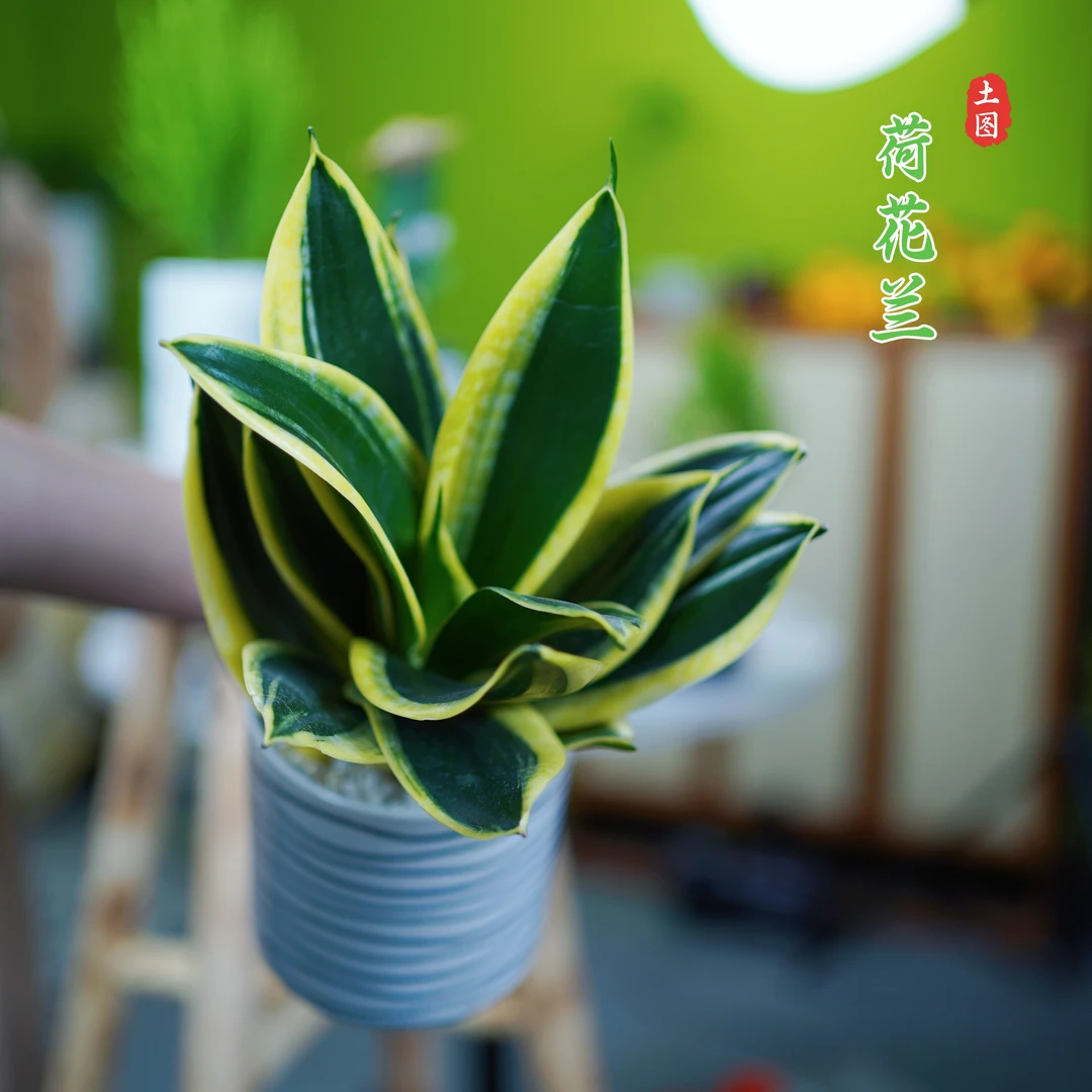 荷花兰耐养耐干植物净化空气阳台办公室客厅带瓷盆种好发家居办公